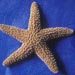 Sea Star