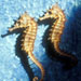 Two Sea Horses