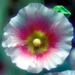 Hollyhock